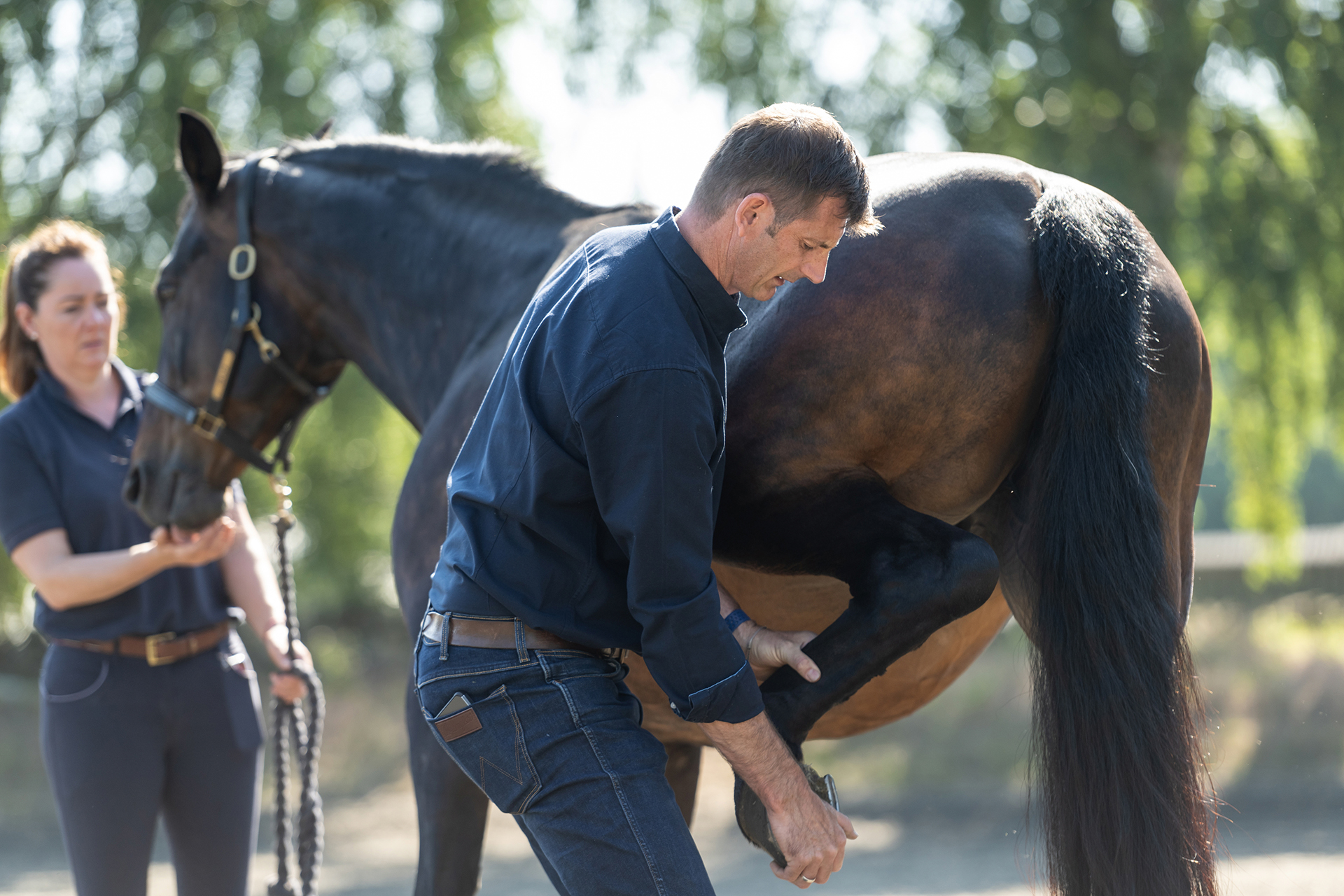 alex knott equine vet